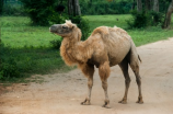 你想知道骆驼有几个胃吗？