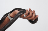 想了解更多关于黑王蛇的知识？ 快来看看这些！
