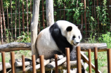 成都大熊猫基地园方回应游客给大熊猫投喂可乐