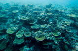 金珊瑚(神秘的金珊瑚，世界珊瑚最玲珑)