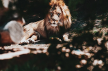 实拍：梦见狮子，预示什么？