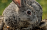 荷兰垂耳兔：萌宠界的新宠